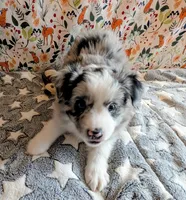 Merle Haggard , a male Miniature Australian Shepherd for sale in Frederick, MD – Photo 5 of 10