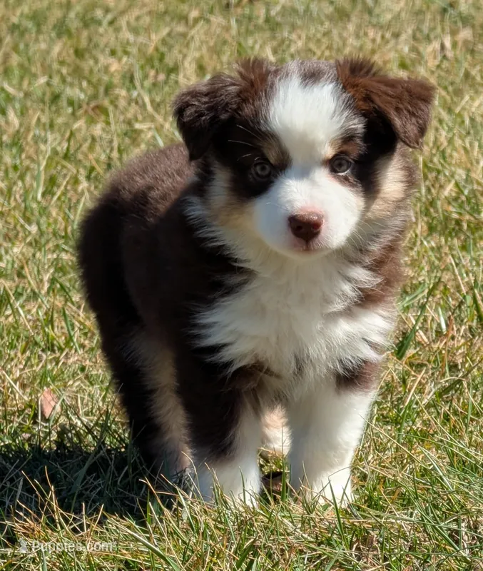 Miranda Lambert – Miniature Australian Shepherd puppy for sale in Frederick, MD