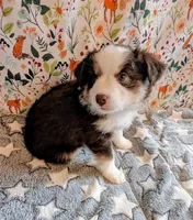 Miranda Lambert, a female Miniature Australian Shepherd for sale in Frederick, MD – Photo 6 of 10