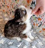 Miranda Lambert, a female Miniature Australian Shepherd for sale in Frederick, MD – Photo 4 of 10