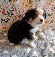 Miranda Lambert, a female Miniature Australian Shepherd for sale in Frederick, MD – Photo 5 of 10