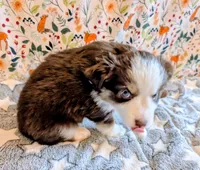 Miranda Lambert, a female Miniature Australian Shepherd for sale in Frederick, MD – Photo 9 of 10