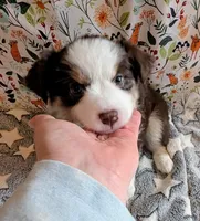 Miranda Lambert, a female Miniature Australian Shepherd for sale in Frederick, MD – Photo 2 of 10