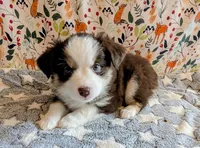 Miranda Lambert, a female Miniature Australian Shepherd for sale in Frederick, MD – Photo 1 of 10