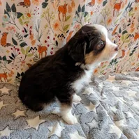 Miranda Lambert, a female Miniature Australian Shepherd for sale in Frederick, MD – Photo 3 of 10