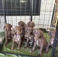 Pickle, a male German Shorthaired Pointer and Weimaraner for sale in Star, ID – 6 of 7