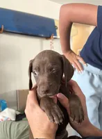 Ruth, a female German Shorthaired Pointer and Weimaraner for sale in Star, ID – 7 of 7