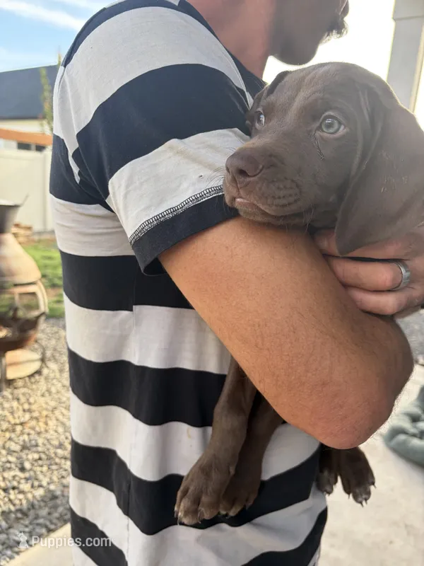 Pickle – German Shorthaired Pointer, Weimaraner puppy for sale in Star, ID