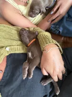 Bambino, a male German Shorthaired Pointer and Weimaraner for sale in Star, ID – 5 of 7