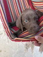 Bambino, a male German Shorthaired Pointer and Weimaraner for sale in Star, ID – 2 of 7
