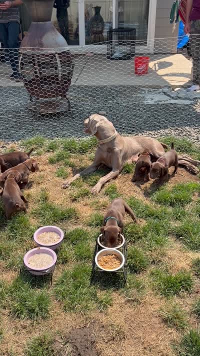 Pickle, a male German Shorthaired Pointer and Weimaraner for sale in Star, ID – 7 of 7