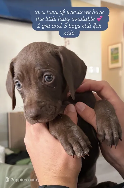 Scotty  – German Shorthaired Pointer, Weimaraner puppy for sale in Star, ID