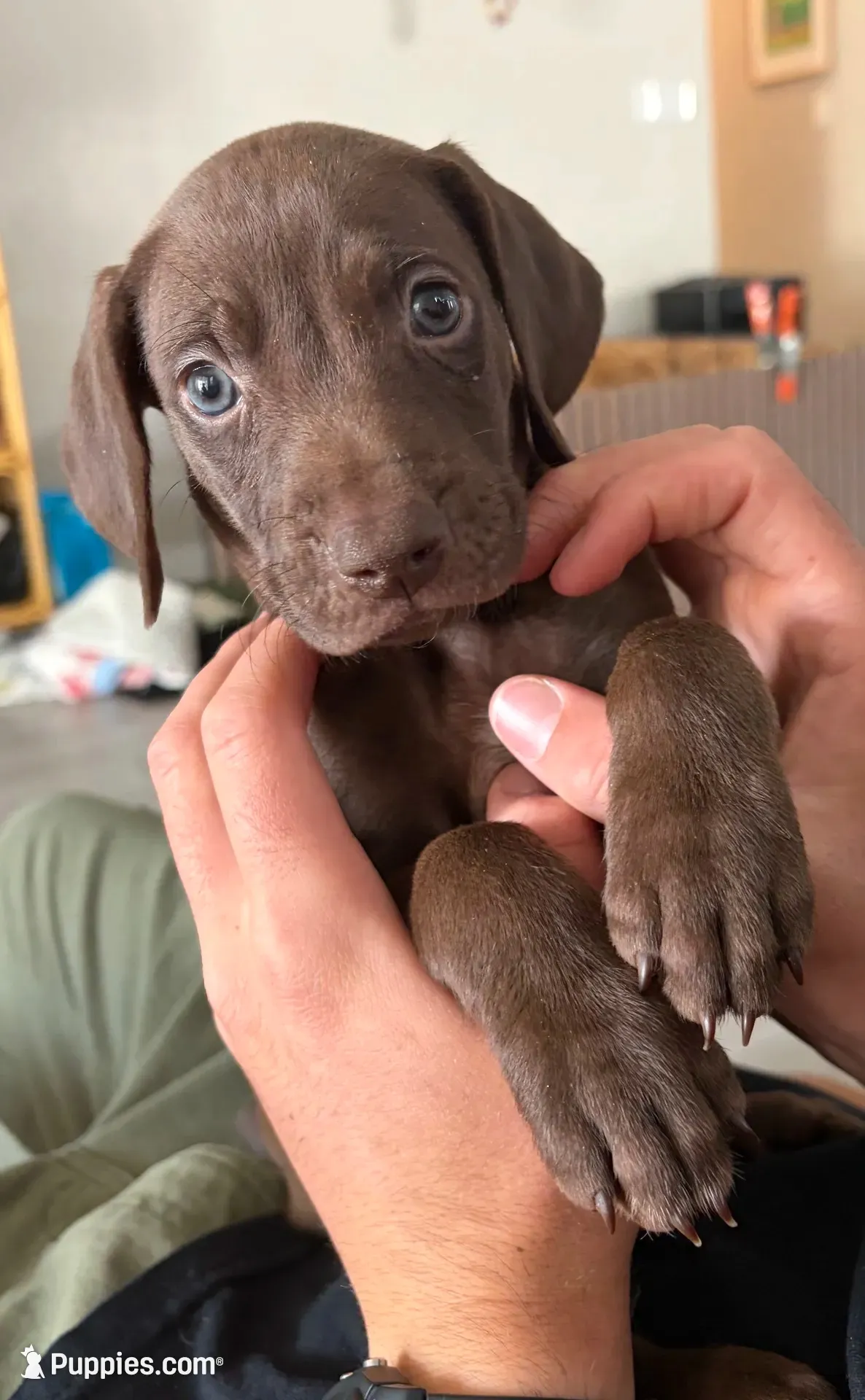 Ruth, a female German Shorthaired Pointer and Weimaraner for sale in Star, ID – 3 of 7