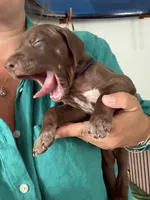 Scotty , a male German Shorthaired Pointer and Weimaraner for sale in Star, ID – 4 of 7