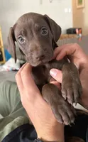 Pickle, a male German Shorthaired Pointer and Weimaraner for sale in Star, ID – 5 of 7