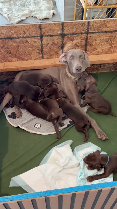 Scotty , a male German Shorthaired Pointer and Weimaraner for sale in Star, ID – 7 of 7