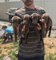 Pickle, a male German Shorthaired Pointer and Weimaraner for sale in Star, ID – 4 of 7