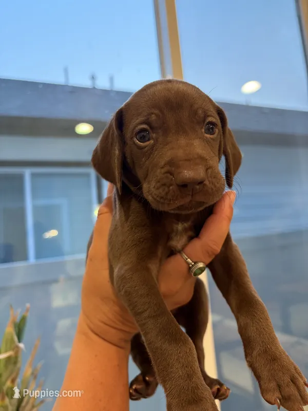 Ruth – German Shorthaired Pointer, Weimaraner puppy for sale in Star, ID