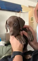Ruth, a female German Shorthaired Pointer and Weimaraner for sale in Star, ID – 6 of 7