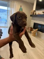 Bambino, a male German Shorthaired Pointer and Weimaraner for sale in Star, ID – 6 of 7