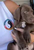 Pickle, a male German Shorthaired Pointer and Weimaraner for sale in Star, ID – 3 of 7