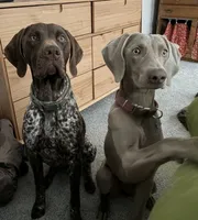 Pickle, a male German Shorthaired Pointer and Weimaraner for sale in Star, ID – 2 of 7