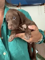 Scotty , a male German Shorthaired Pointer and Weimaraner for sale in Star, ID – 5 of 7