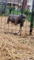 BLUE 🩷, a female American Bully for sale in Fayetteville, NC – 2 of 6