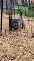 BLUE 🩷, a female American Bully for sale in Fayetteville, NC – 5 of 6