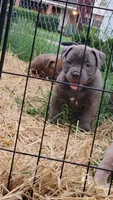 BLUE 🩷, a female American Bully for sale in Fayetteville, NC – 3 of 6
