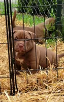 CHOCOLATE DROP, a male American Bully for sale in Fayetteville, NC – 3 of 5