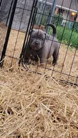 BLUE 🩷, a female American Bully for sale in Fayetteville, NC – 4 of 6