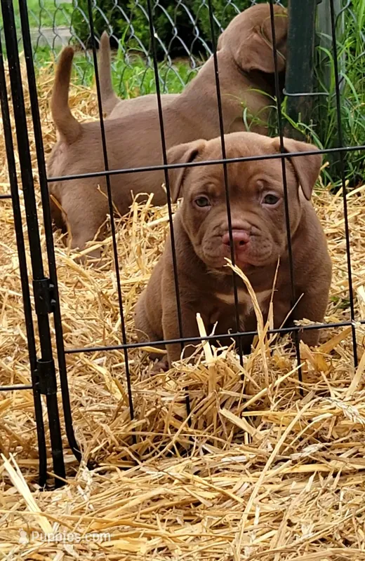 CHOCOLATE DROP – American Bully puppy for sale in Fayetteville, NC