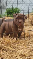 CHOCOLATE DROP, a male American Bully for sale in Fayetteville, NC – 4 of 5