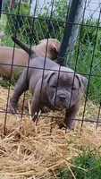 BLUE 🩷, a female American Bully for sale in Fayetteville, NC – 6 of 6