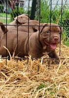 CHOCOLATE DROP, a male American Bully for sale in Fayetteville, NC – 2 of 5