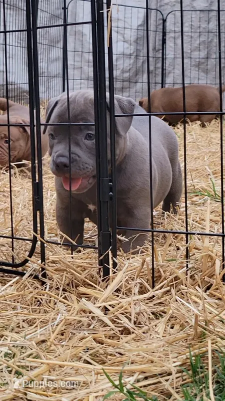 BLUE 🩷 – American Bully puppy for sale in Fayetteville, NC