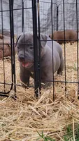 BLUE 🩷, a female American Bully for sale in Fayetteville, NC – 1 of 6
