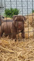 CHOCOLATE DROP, a male American Bully for sale in Fayetteville, NC – 5 of 5