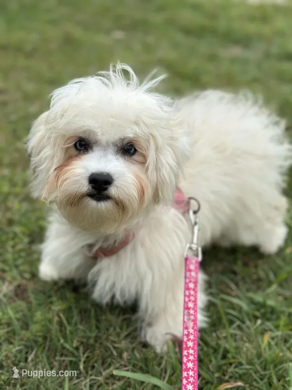 Seraphina – Bichon Frise, Miniature Schnauzer puppy for sale in Milton, FL