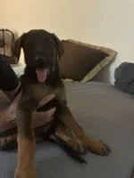 Lady, a female Belgian Malinois and Doberman Pinscher for sale in Wildomar, CA – 5 of 6