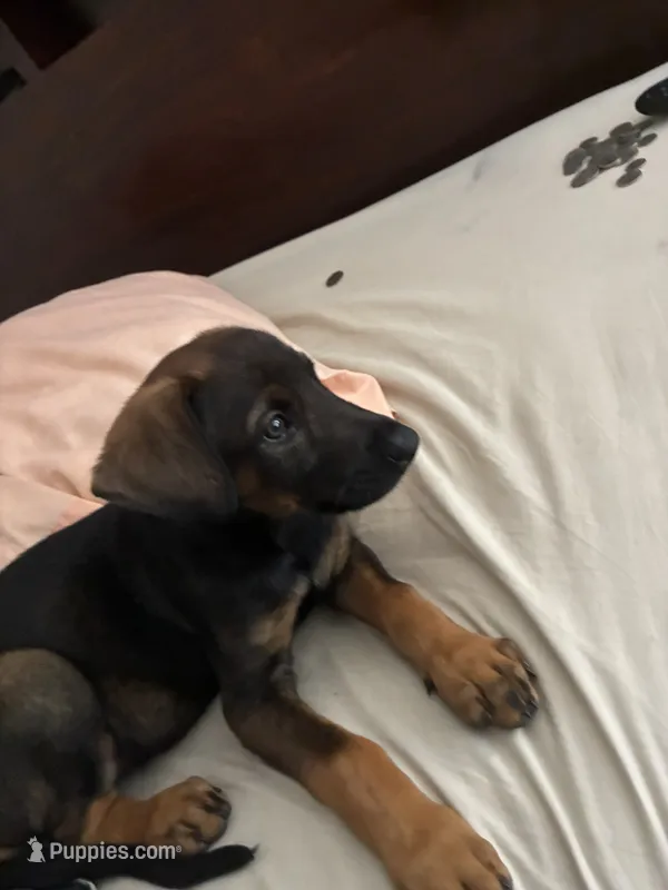 Lulu – Doberman Pinscher puppy for sale in Wildomar, CA