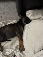 Lulu, a female Doberman Pinscher for sale in Wildomar, CA – 5 of 5
