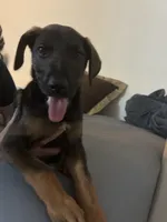 Lady, a female Belgian Malinois and Doberman Pinscher for sale in Wildomar, CA – 4 of 6