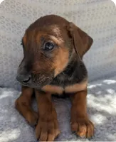 Lady, a female Belgian Malinois and Doberman Pinscher for sale in Wildomar, CA – 1 of 6