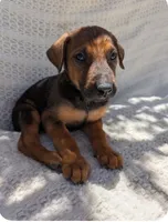 Lulu, a female Doberman Pinscher for sale in Wildomar, CA – 2 of 5