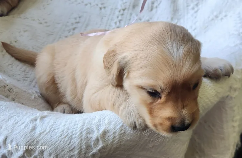 Angelie – Golden Retriever puppy for sale in Memphis, MO
