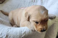 Angelie, a female Golden Retriever for sale in Memphis, MO – 1 of 4
