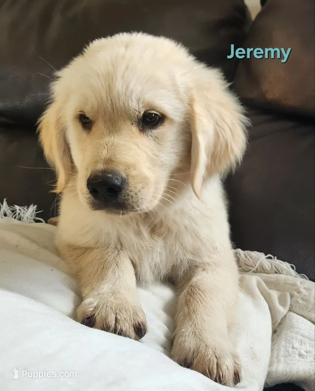 Jeremy – Golden Retriever puppy for sale in Memphis, MO