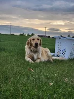 Justin, a male Golden Retriever for sale in Memphis, MO – 5 of 5